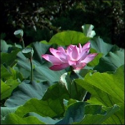 Lotus Blütenessenz 10ml