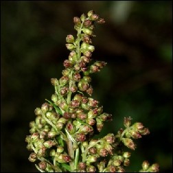 Mugwort Blütenessenz 10ml