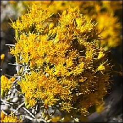 Rabbitbrush Blütenessenz 10ml