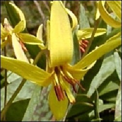Fawn Lily Blütenessenz 10ml