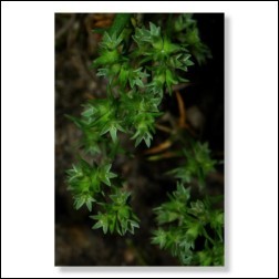 28 Scleranthus Bachblüten Foto 10x15cm