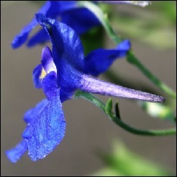 Larkspur Blütenessenz 10ml