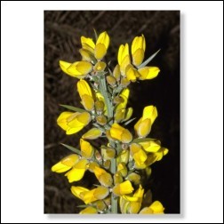 Gorse Bachblüten Bild 50x75cm