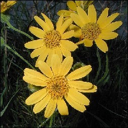 Arnica Blütenessenz 10ml