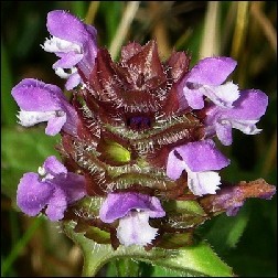 Self-Heal Blütenessenz 10ml