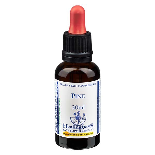 24 Pine Essenz 30ml - Healing Herbs
