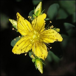 St Johns Wort Blütenessenz 10ml - Johanniskraut, MFCalifornica