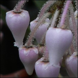 Manzanita Blütenessenz 10ml
