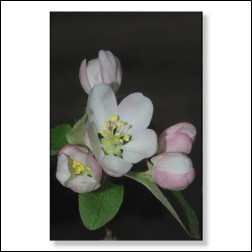 crabapple-foto-25059b65e1727d2b