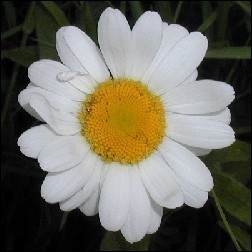 Shasta Daisy Blütenessenz 10ml