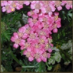 Pink Yarrow Blütenessenz 10ml - Rosa Schafgarbe, MFCalifornica