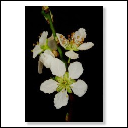 Cherry Plum Bachblüten Bild 50x75cm