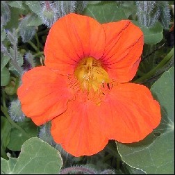 Nasturtium Blütenessenz 10ml