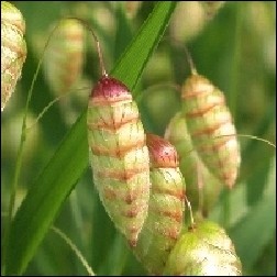 Quaking Grass Blütenessenz 10ml