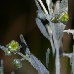 Sagebrush Blütenessenz 10ml