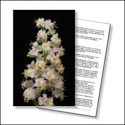 White Chestnut Bachblüten Karte 10x15cm