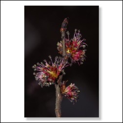 Elm Bachblüten Bild 50x75cm