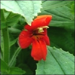 Scarlet Monkeyflower Blütenessenz 10ml - Rote Gauklerblume, MFCalif.