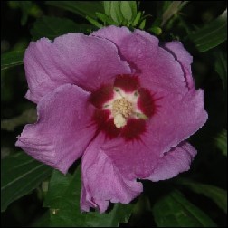 Hibiscus Blütenessenz 10ml