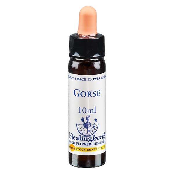 13 Gorse Essenz 10ml - Healing Herbs