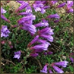 Penstemon Blütenessenz 10ml