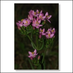 Centaury Bachblüten Bild 50x75cm