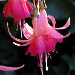 Fuchsia Blütenessenz 10ml