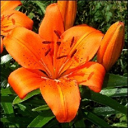 Tiger Lily Blütenessenz 10ml