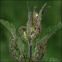 Stinging Nettle Blütenessenz 10ml