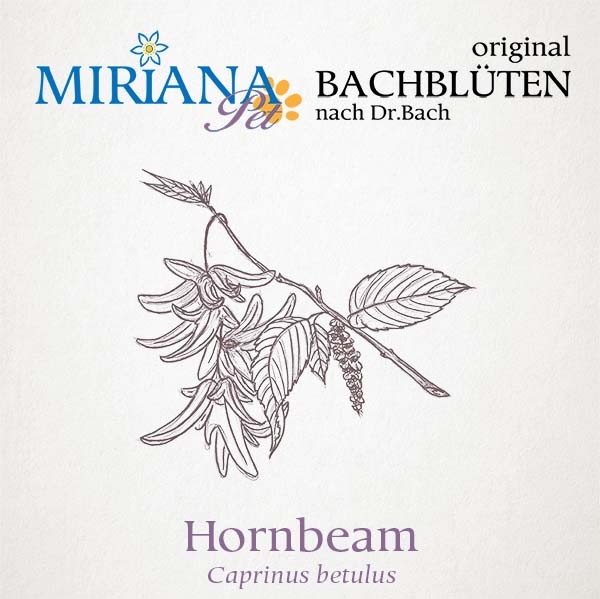 Hornbeam Bachblüten Essenz für Tiere 20ml