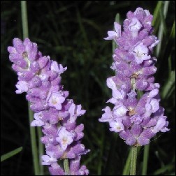 Lavender Blütenessenz 10ml