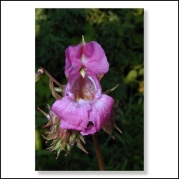 18 Impatiens Bachblüten Foto 10x15cm