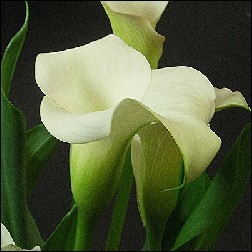 Calla Lily Blütenessenz 10ml