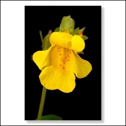 20 Mimulus Bachblüten Foto 10x15cm