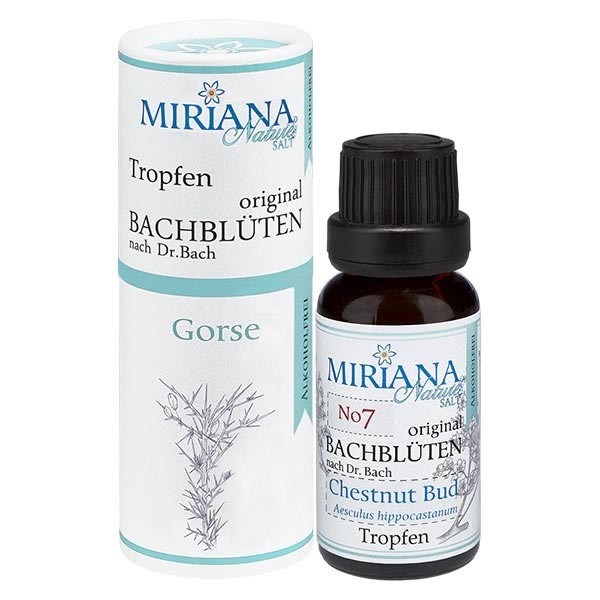 13 Gorse alkoholfreie Bachblüten 20ml