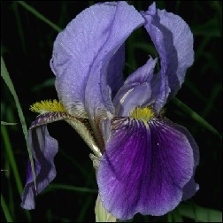 Iris Blütenessenz 10ml