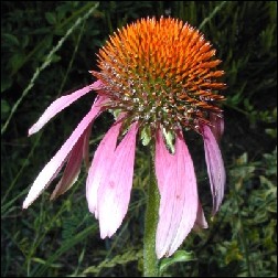 Echinacea Blütenessenz 10ml