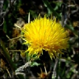 Star Thistle Blütenessenz 10ml