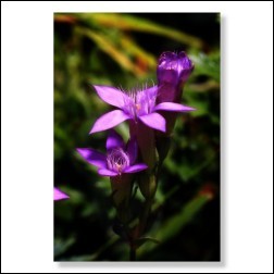 12 Gentian Bachblütenbild - Foto 20x30cm