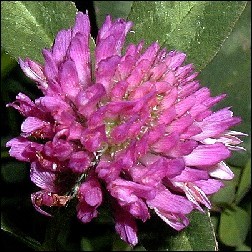 Red Clover Blütenessenz 10ml