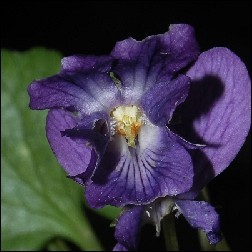Violet Blütenessenz 10ml