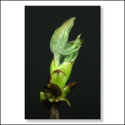 chestnutbud-foto-25059b65e15acc4a