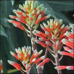 Aloe Vera Blütenessenz 10ml