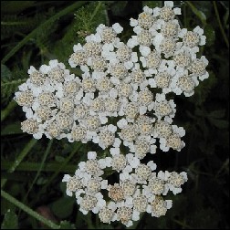 Yarrow Blütenessenz 10ml