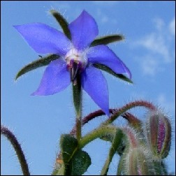 Borage Blütenessenz 10ml