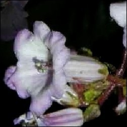 Yerba Santa Blütenessenz 10ml