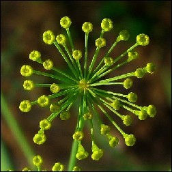 Dill Blütenessenz 10ml