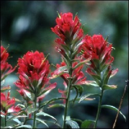 Indian Paintbrush Blütenessenz 10ml