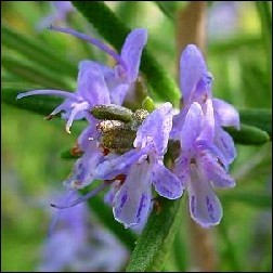 Rosemary Blütenessenz 10ml