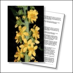 Agrimony Bachblüten Karte 10x15cm